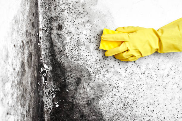 Best Emergency Mold Remediation in Rockdale, TX