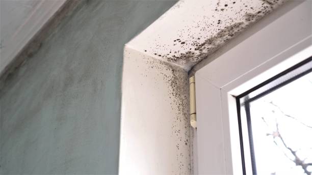 Best White Mold Remediation in Rockdale, TX
