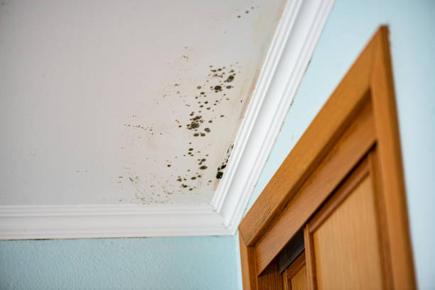 Best Mold Remediation for Specific Building Types in Rockdale, TX