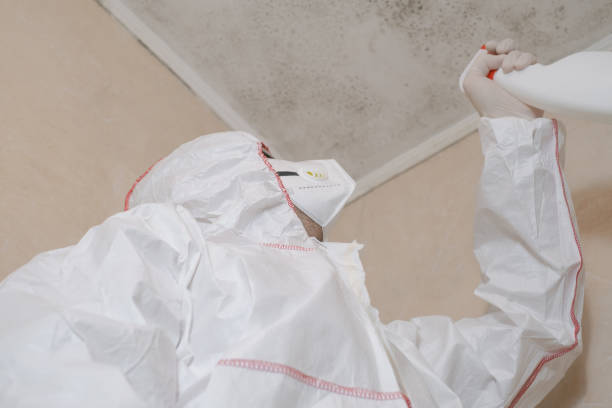 Best Attic Mold Remediation in Rockdale, TX