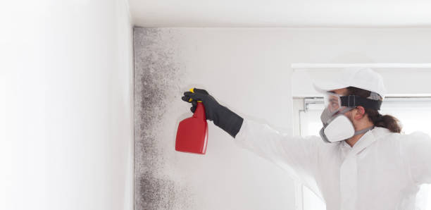 Best HVAC Mold Remediation in Rockdale, TX
