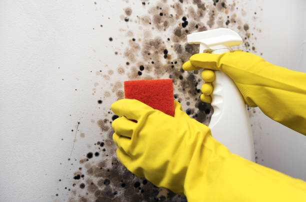 Best Health and Safety Mold Remediation in Rockdale, TX