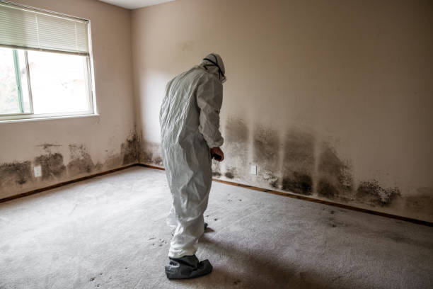 Best Residential Mold Remediation in Rockdale, TX