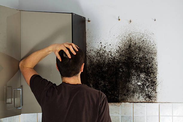 Best Kitchen Mold Remediation in Rockdale, TX