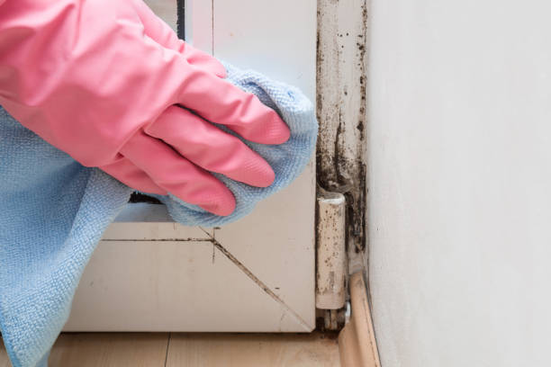 Best DIY Mold Remediation Support Services in Rockdale, TX